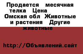 Продается 10месячная телка › Цена ­ 22 000 - Омская обл. Животные и растения » Другие животные   